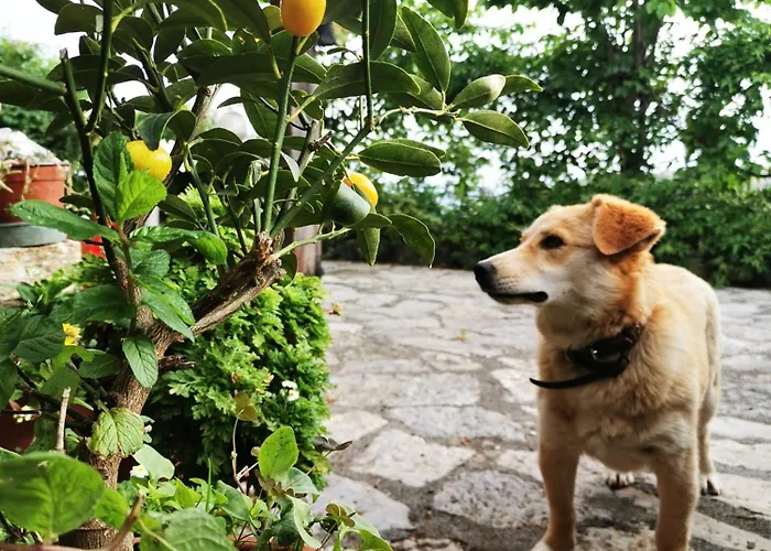 Alojamento de Turismo Rural Donna Bianca